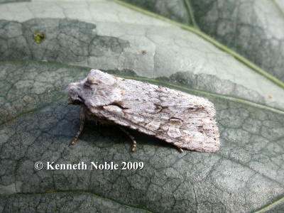 Grey shoulder-knot (Lithophane ornitopus lactipennis) Kenneth Noble
